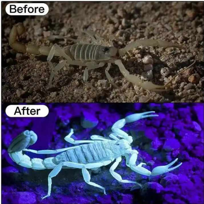 كشاف رأس UV لإضاءة قوية وفحص دقيق,
,
أفضل كشاف رأس للأشعة فوق البنفسجية
	
, كشاف كشف العقارب والحشرات المتوهجة
	, كشاف للأشعة فوق البنفسجية للكشف عن البقع والعملات المزيفة
	, كشاف رأس لإضاءة قوية وفحص المعادن والمجوهرات
	, كشاف رأس متعدد الاستخدامات للفحص والتخييم